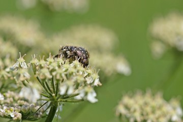 Trauer-Rosenkäfer (Oxythyrea funesta)  auf Wiesen-Bärenklau (Heracleum sphondylium)