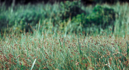 Summer background. Meadow grass, selective focus, blurred background.