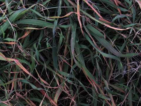 thic grass