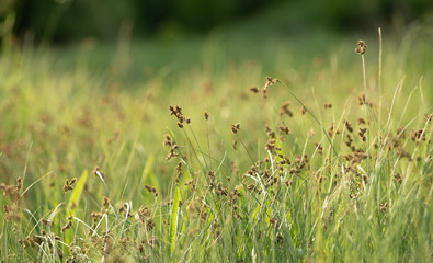 Summer background. Meadow grass on a sunny summer day at dawn or dusk. Natural grass, selective focus, blurred background, copy space. Sunny, summer image.