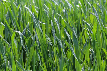Young green wheat shoots on farmers field
