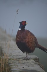 Fototapeta premium Pheasant in the Mist 
