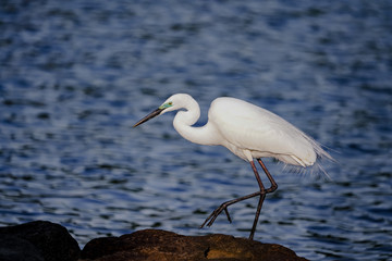 シラサギ　コサギ　東京湾