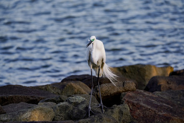 シラサギ　コサギ　東京湾