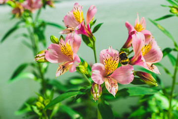 Abelha na Alstroeméria Rosa no Jardim de primavera