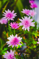  Flor da Margarida Rosa no jardim