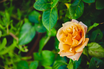 Rosa Laranja no jardim na primavera