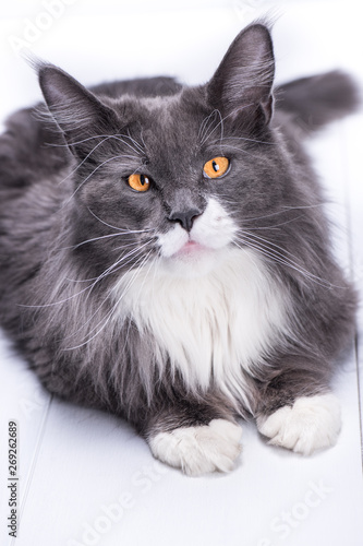 Gray Cat Of Maine Coon Breed Looks Into Your Eyes With Big