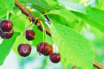 Sweet cherry on the branch after the rain. Bunch of ripe red cherries on a branch. Selective focus. Fresh cherry.