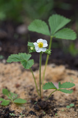 Strawberry plant in spring in soil