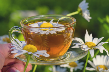 A cup of fragrant chamomile tea tea, in white chamomile flowers, in the rays of warm sunlight, close-up.