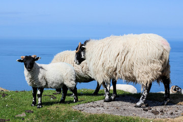 Scottish lamb and sheep - Isle of Skye