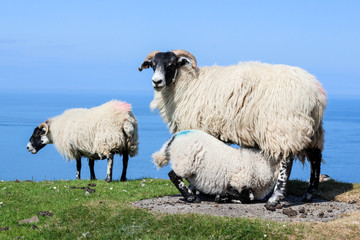 Lamb drinking milk - Isle of Skye