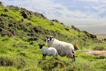 Scottish sheep with her lamb - Isle of Skye
