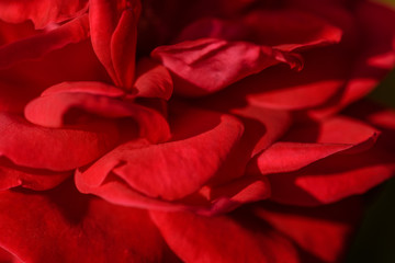 Naklejka premium Red Rose petals. Red Rose. Flower. Vibrant Rose close up macro. Beautiful red rose close-up. Selective focus