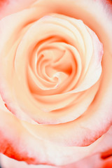 Coral rose close-up. Flower. Selective focus. Soft coral rose color.