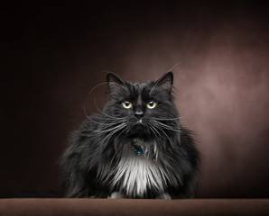 Beautiful and funny black white cat lies and looks.