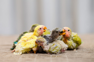 Close up shot of beautiful miniature Rosy faced lovebirds chicks playing and searching for feeding.