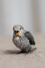 Close up shot of beautiful miniature Rosy faced lovebird chick playing and searching for feeding.