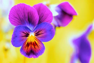 Zelfklevend Fotobehang Pansies Viola close-up. Lilac purple pansy flower closeup. Blooming Pansy Flower. © Андрей Прилуцкий