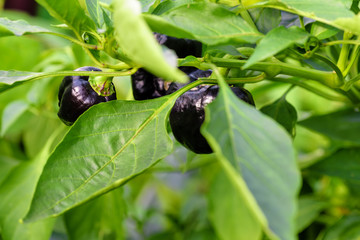 Black sweet pepper growing on a green bush. Vegetarian Bulgarian pepper. Black pepper with green leaf.