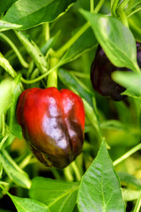 Red sweet pepper growing on a green bush. Vegetarian Bulgarian pepper. Red pepper with green leaf.