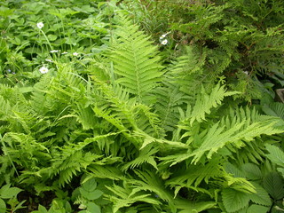 Fern
