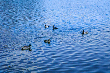 Mallard ducks swim on a lake