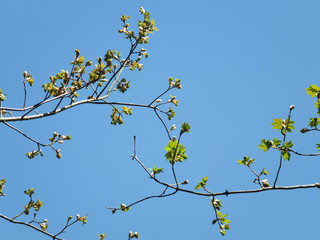 budding spring hawthorn branches with budding green leaves and flowers against a bright blue sky