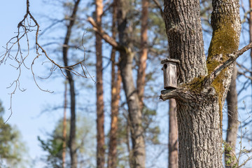 house for birds on a tree