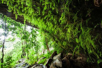 Mystic ancient cave in a tropical forest.