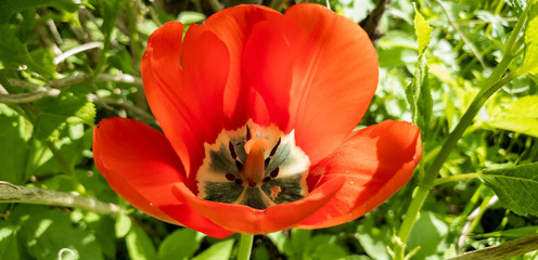 Red Tulip in the closeup. Red tulip in sun