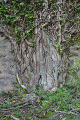 Ivy growing within a ruin