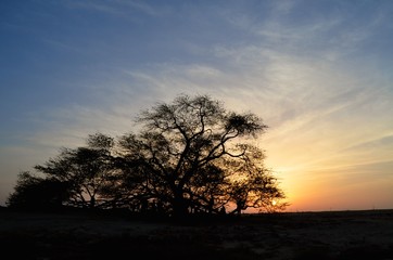 Fototapeta na wymiar Bahrain Tree of Life 