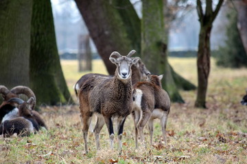 Naklejka na ściany i meble Mouflon Herd in the Forest Winter Time