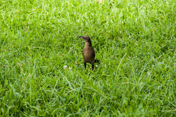 Nature, animal; bird in a natural environment