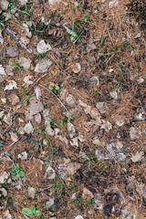 Ground texture in the forest with a leaves and tree roots. Autumn forest ground