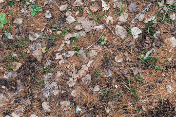 Ground texture in the forest with a leaves and tree roots. Autumn forest ground