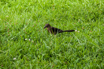 Nature, animal; bird in a natural environment