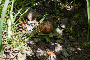 snail on the tree