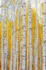 Birch tree forest view