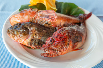 freshly caught scorpionfish on the island of Panarea in Sicily