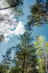 Blue sky with a trees