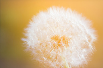 Dandelion in the rays of the sunset macro