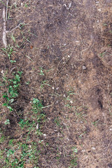 Ground texture in the forest with a leaves and tree roots. Autumn forest ground