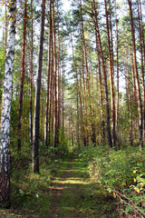 Fototapeta premium trees in the forest autumn