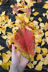 beautiful autumn yellow leaves