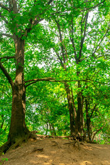 Fototapeta na wymiar Park in Gelderland, the Netherland