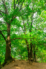 Obraz premium Park in Gelderland, the Netherland