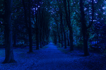 Obraz premium path through dark forest at night